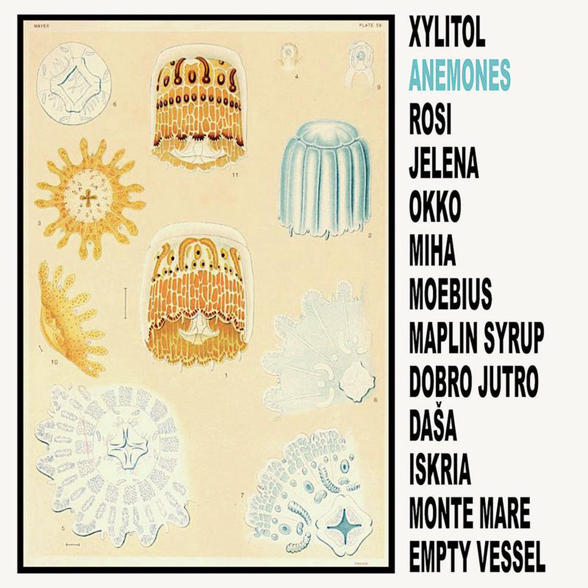 XYLITOL 8211 Anemones 8211 LP 8211 Vinyl